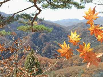 上海失独家庭最新动态与川崎W800大茂价格揭秘