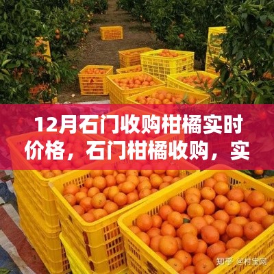 石门柑橘收购实时价格解析,博弈与趋势探讨
