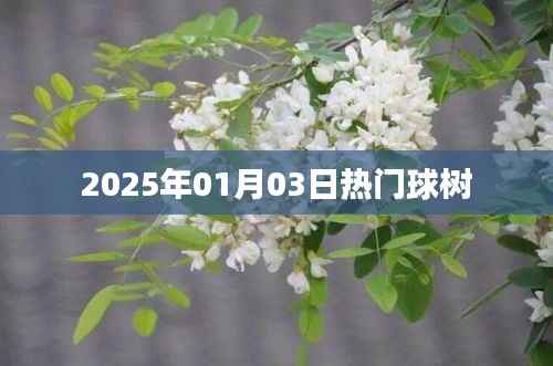 热门球树,2025年1月3日盛事在即