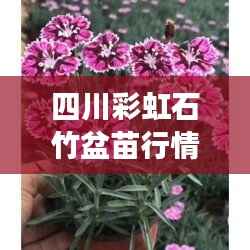 四川彩虹石竹盆苗行情深度解析,市场走势、需求与供应分析