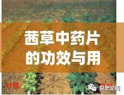 茜草中药片的功效与用途,百度权威收录,不容错过!