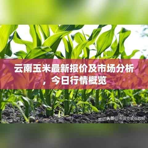 云南玉米最新报价及市场分析，今日行情概览